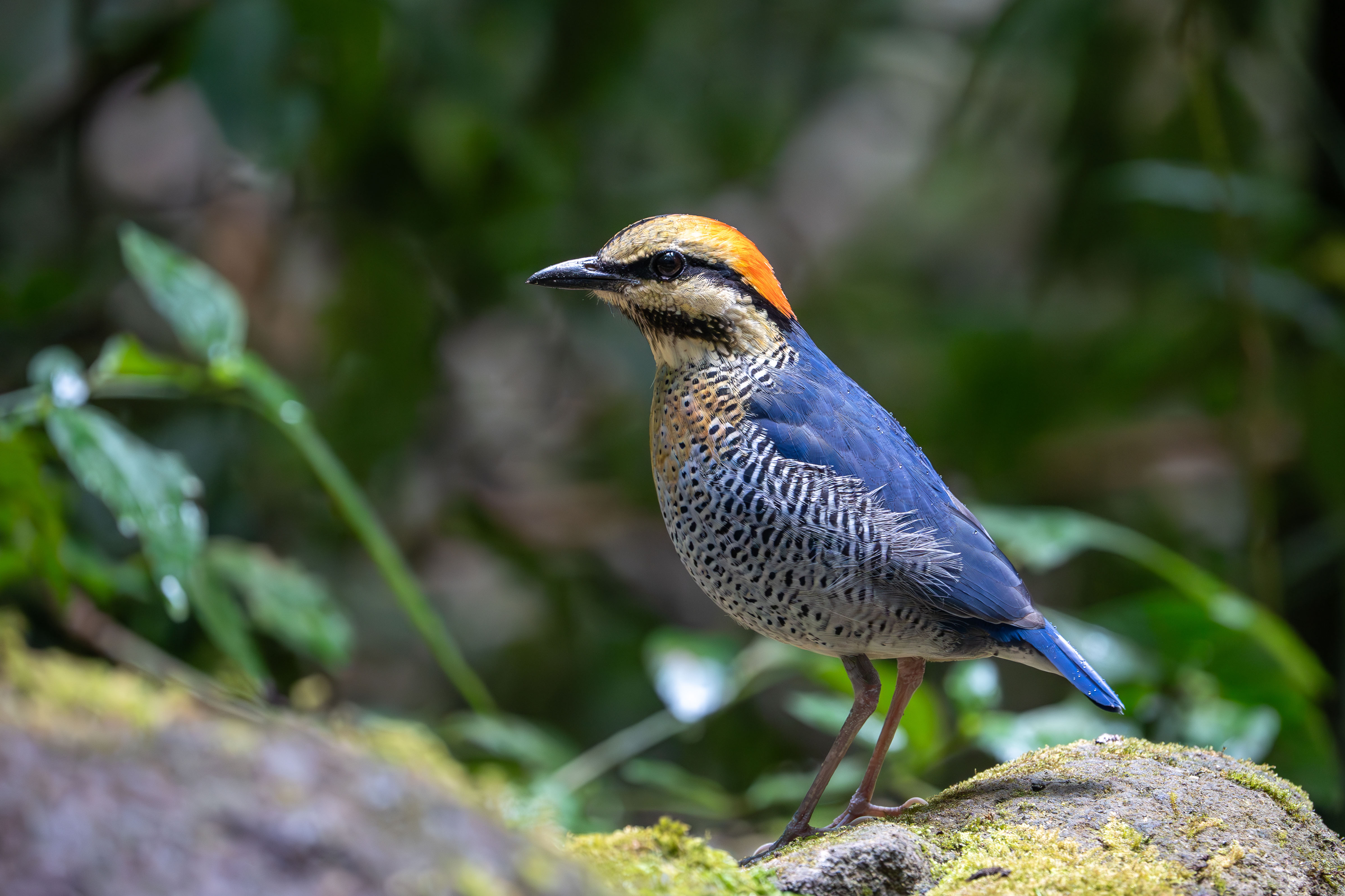 Blue Pitta